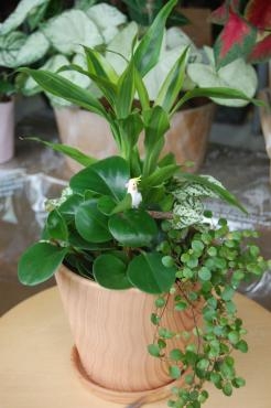 観葉植物の寄せ植え|「フラワーデザイン・アドニス」　（福岡県那珂川市の花屋）のブログ